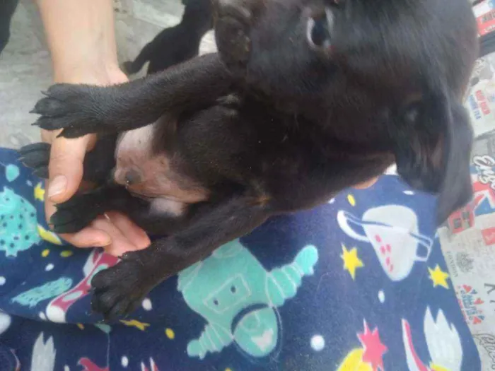 Cachorro raça Vira lata idade 2 a 6 meses nome Filhotes
