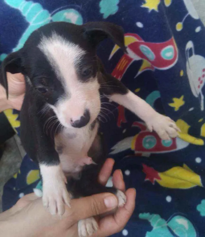 Cachorro raça Vira lata idade 2 a 6 meses nome Filhotes