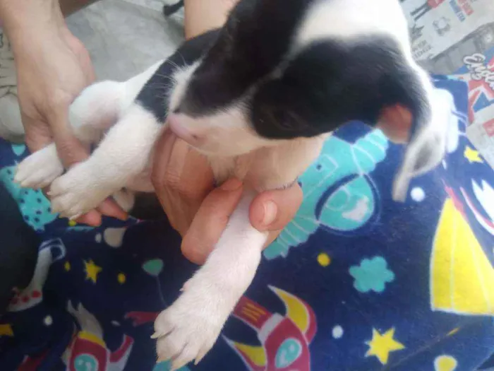 Cachorro raça Vira lata idade 2 a 6 meses nome Filhotes