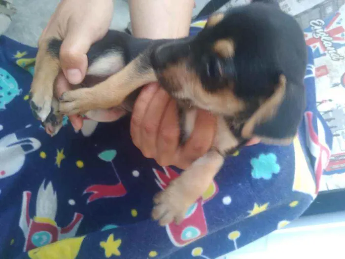 Cachorro raça Vira lata idade 2 a 6 meses nome Filhotes