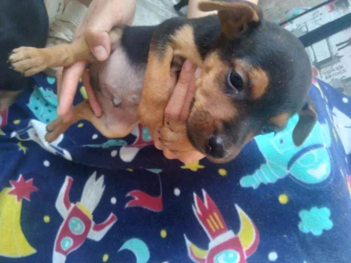 Cachorro raça Vira lata idade 2 a 6 meses nome Filhotes