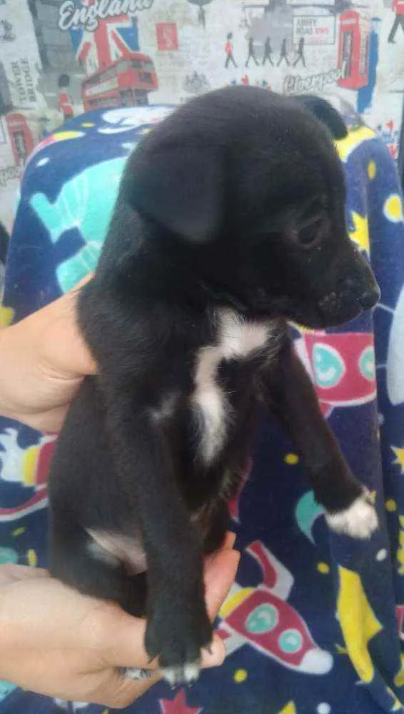 Cachorro raça Vira lata idade 2 a 6 meses nome Filhotes