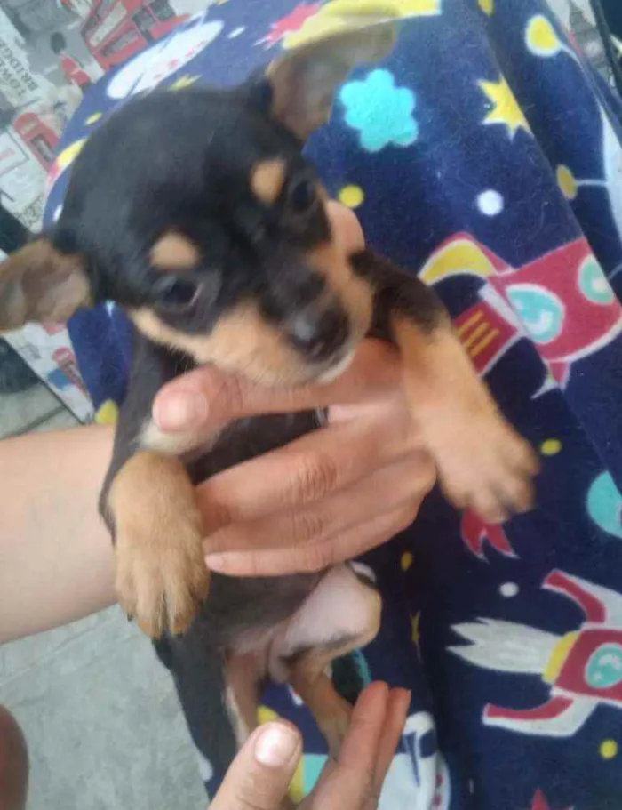 Cachorro raça Vira lata idade 2 a 6 meses nome Filhotes