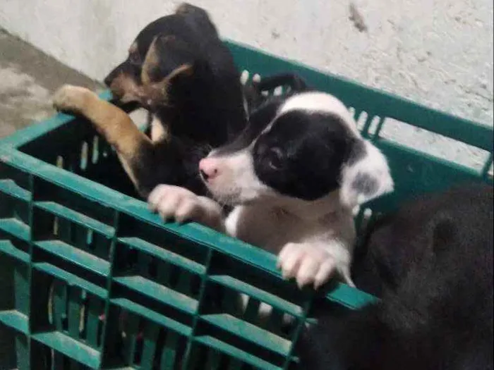 Cachorro raça Vira lata idade 2 a 6 meses nome Filhotes