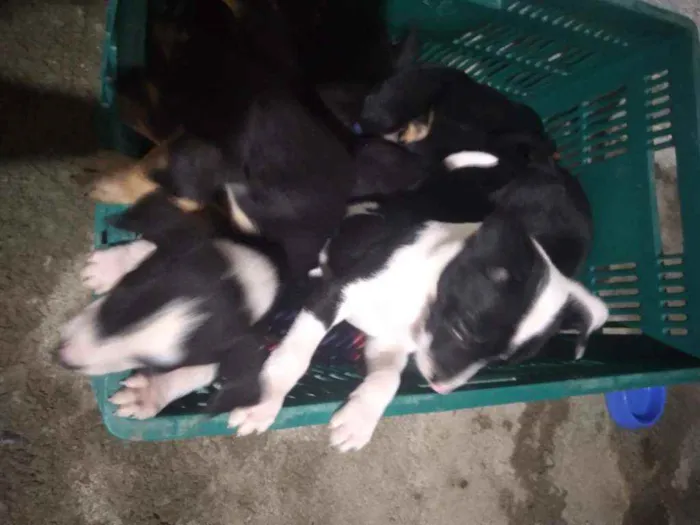 Cachorro raça Vira lata idade 2 a 6 meses nome Filhotes