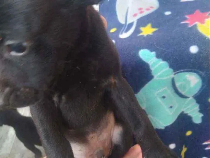 Cachorro raça Vira lata idade 2 a 6 meses nome Filhotes