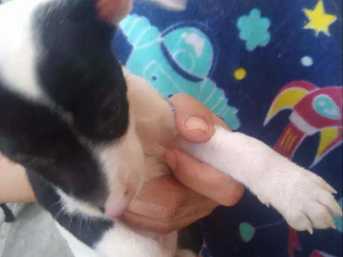 Cachorro raça Vira lata idade 2 a 6 meses nome Filhotes