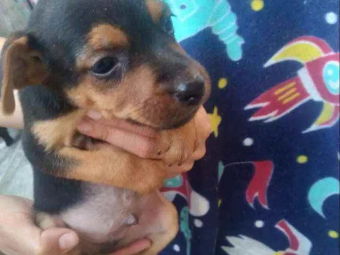 Cachorro raça Vira lata idade 2 a 6 meses nome Filhotes