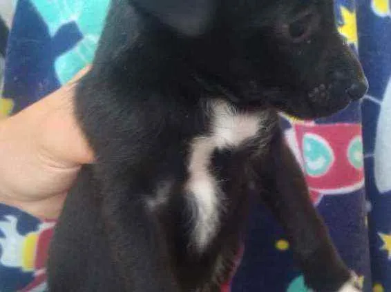 Cachorro raça Vira lata idade 2 a 6 meses nome Filhotes