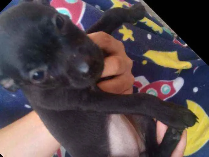 Cachorro raça Vira lata idade 2 a 6 meses nome Filhotes
