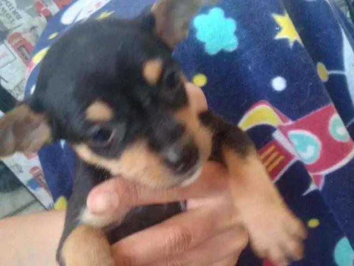 Cachorro raça Vira lata idade 2 a 6 meses nome Filhotes