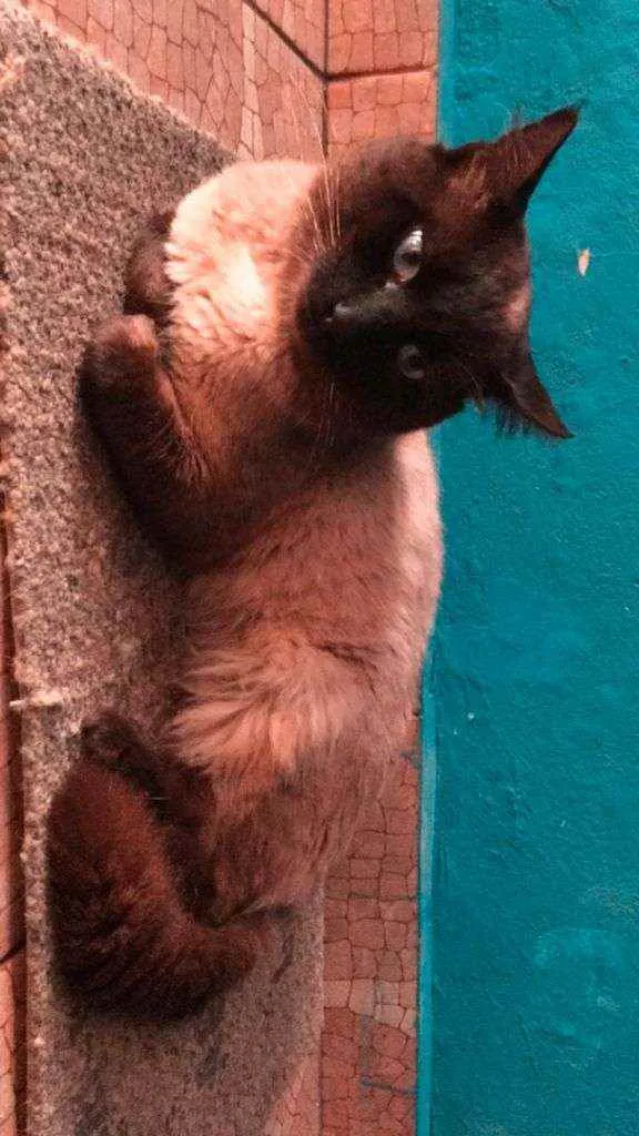 Gato ra a Siamês idade  nome Aquiles 