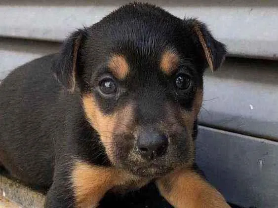 Cachorro ra a SRD idade Abaixo de 2 meses nome Luna
