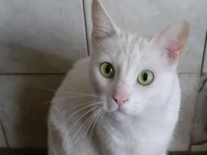 Cachorro raça Srd idade 2 anos nome Snow