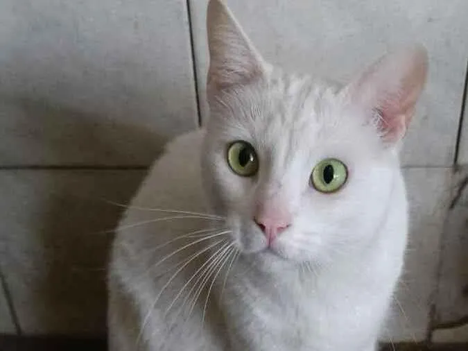 Cachorro ra a Srd idade 2 anos nome Snow