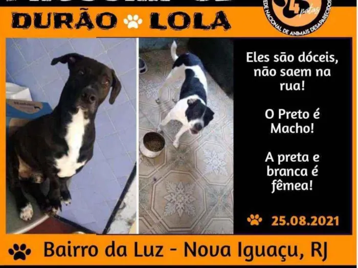 Cachorro ra a vira lata  idade 1 ano nome Lola /  Durão