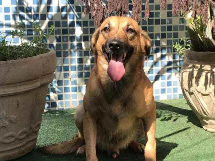 Cachorro ra a SRD idade 2 anos nome BRAD