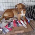 Cachorro raça SRD idade 7 a 11 meses nome Nina