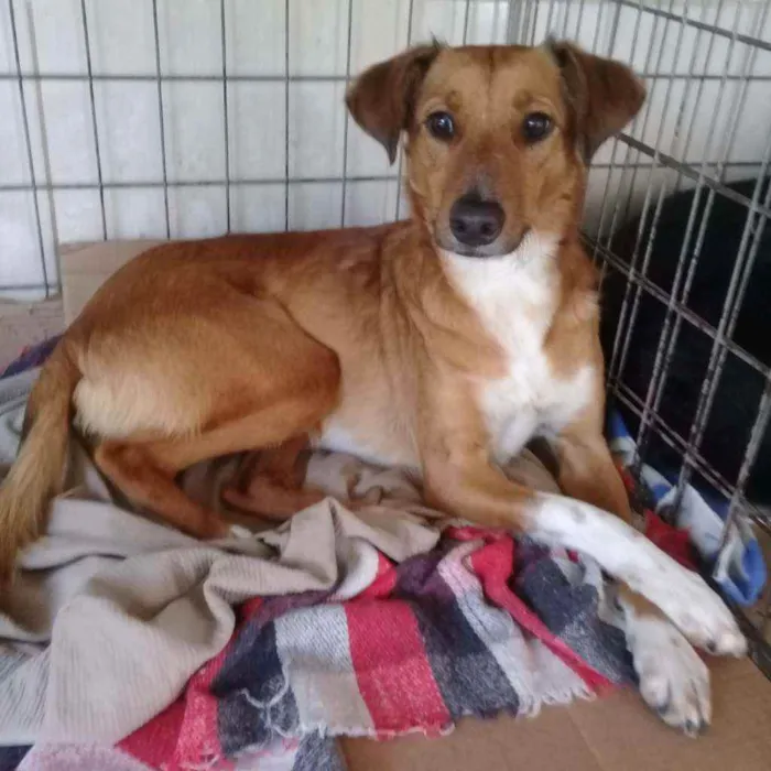 Cachorro raça SRD idade 7 a 11 meses nome Nina