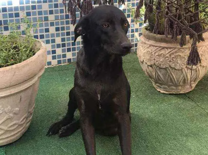 Cachorro ra a SRD idade 7 a 11 meses nome LUCK
