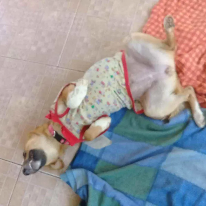 Cachorro raça SRD idade 2 a 6 meses nome Dadinha