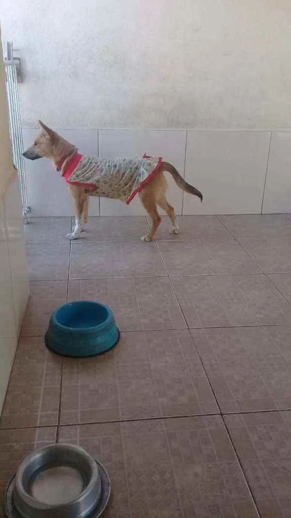 Cachorro raça SRD idade 2 a 6 meses nome Dadinha