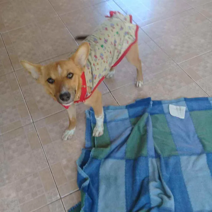 Cachorro raça SRD idade 2 a 6 meses nome Dadinha