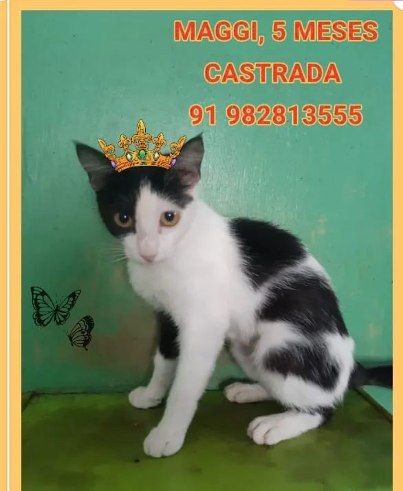 Gato ra a Desconhecida  idade  nome Gatos e caes