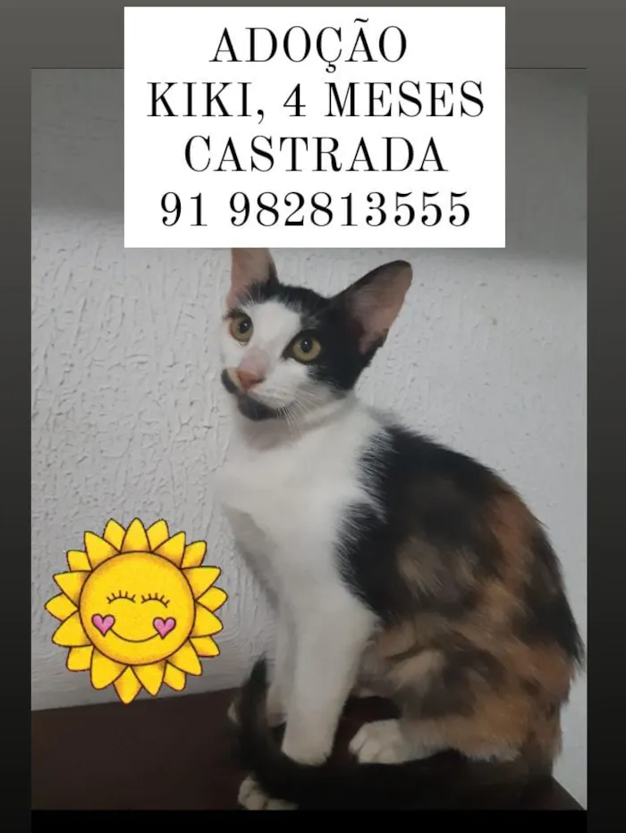 Gato ra a Desconhecida  idade  nome Gatos e caes