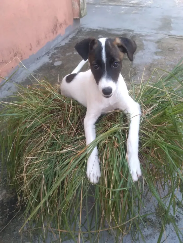 Gato ra a Desconhecida  idade  nome Gatos e caes