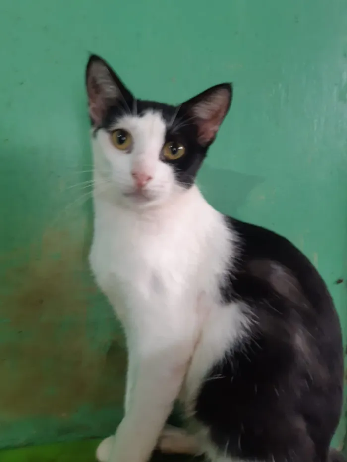 Gato ra a Desconhecida  idade  nome Gatos e caes