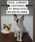 Gatos e caes