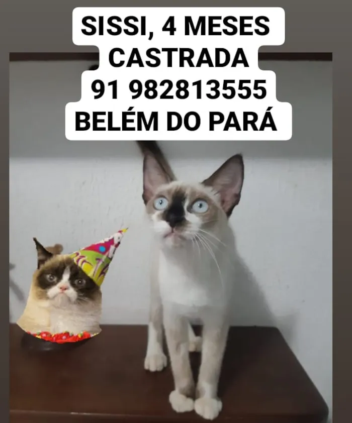 Gato ra a Desconhecida  idade  nome Gatos e caes