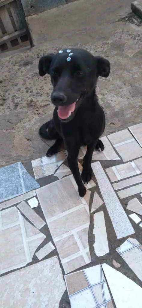 Cachorro raça SRD idade 1 ano nome Tati
