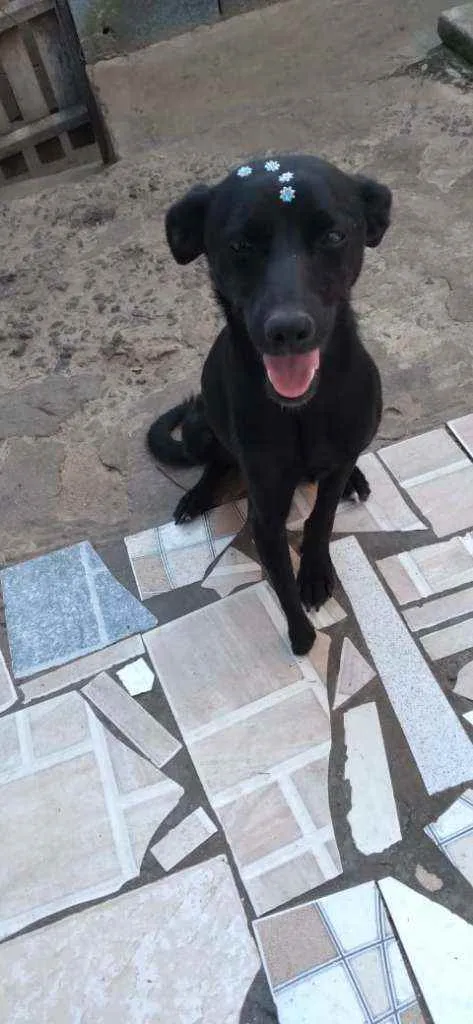 Cachorro raça SRD idade 1 ano nome Tati