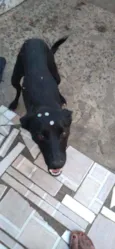 Cachorro raça SRD idade 1 ano nome Tati