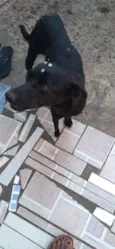 Cachorro raça SRD idade 1 ano nome Tati