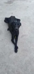 Cachorro raça SRD idade 1 ano nome Tati