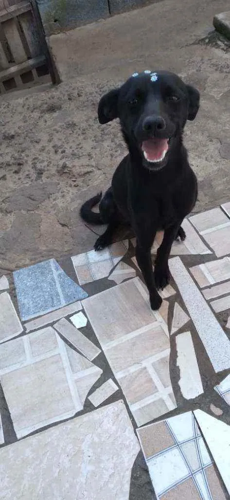Cachorro raça SRD idade 1 ano nome Tati
