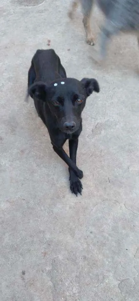 Cachorro raça SRD idade 1 ano nome Tati
