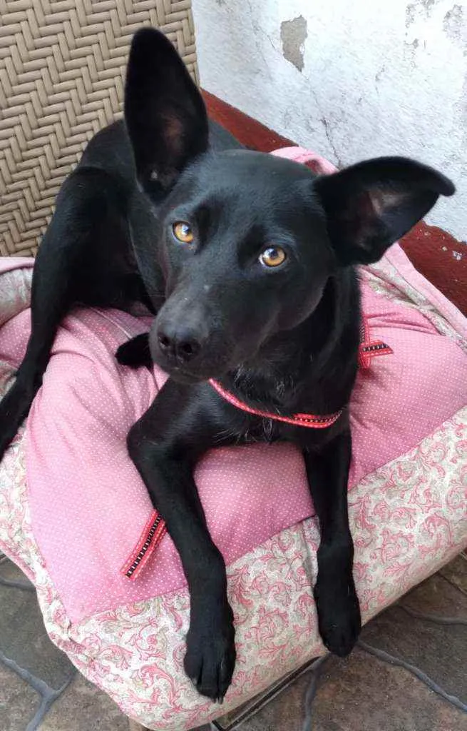 Cachorro raça SRD idade 2 anos nome Pretinha