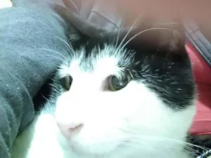 Gato raça SRD idade 2 anos nome Dengoso 