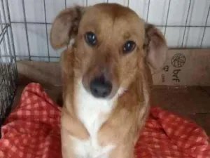 Cachorro raça SRD idade 7 a 11 meses nome Nina