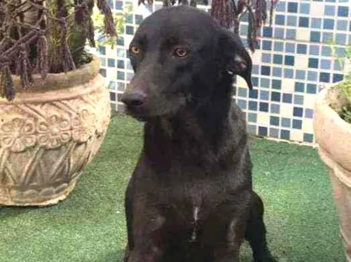 Cachorro ra a SRD idade 7 a 11 meses nome LUCK