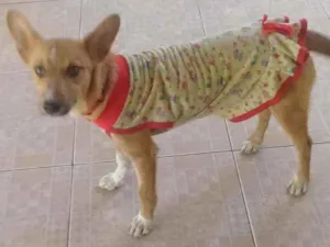 Cachorro raça SRD idade 2 a 6 meses nome Dadinha