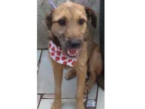 Cachorro raça SRD idade 1 ano nome SCOOBY