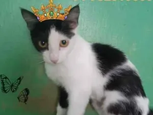 Gato raça Desconhecida  idade  nome Gatos e caes