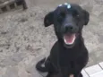 Cachorro raça SRD idade 1 ano nome Tati