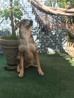 Cachorro raça SRD idade  nome SNOW