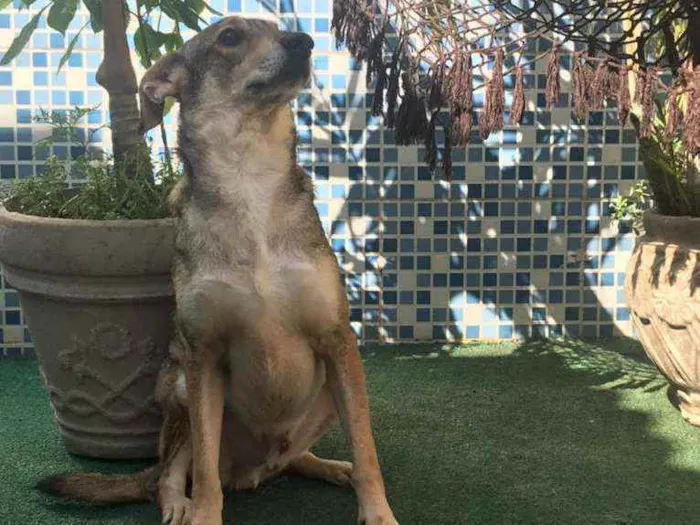Cachorro ra a SRD idade  nome SNOW